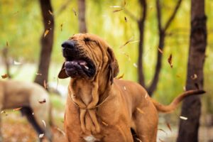 Kennelhoest bij honden