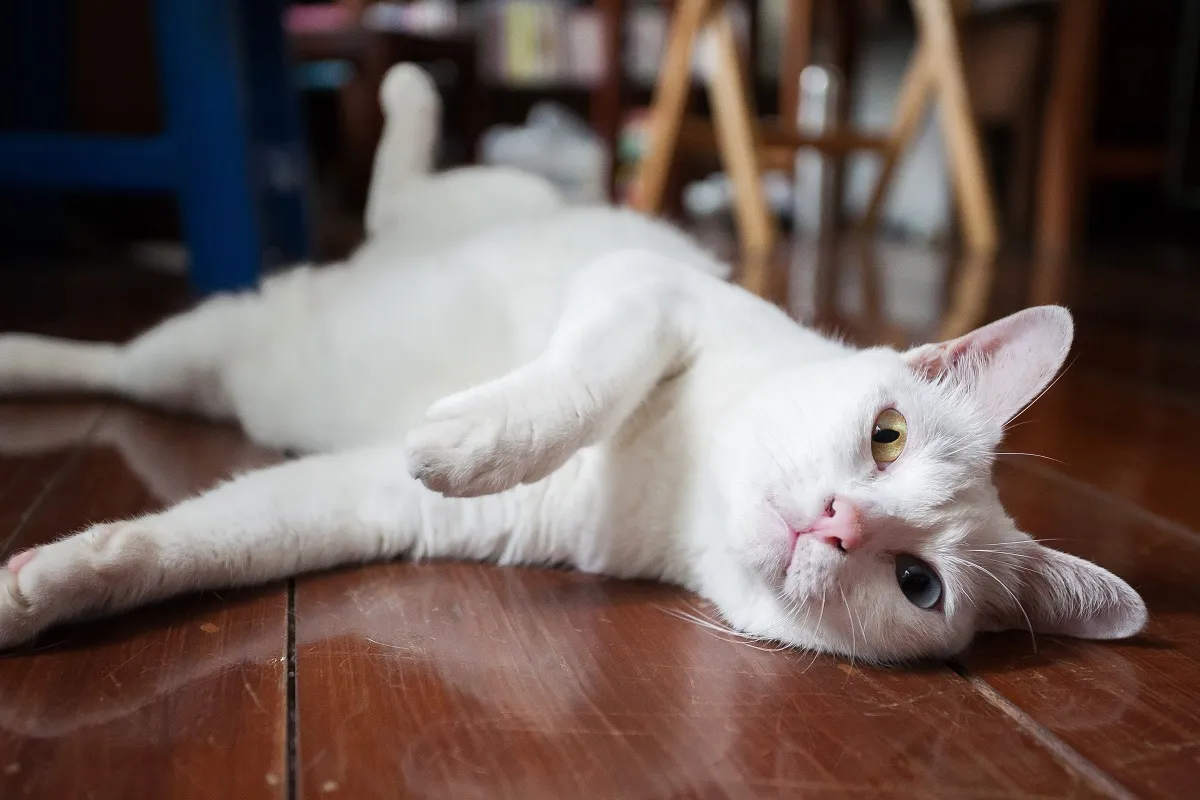Khao Manee kat