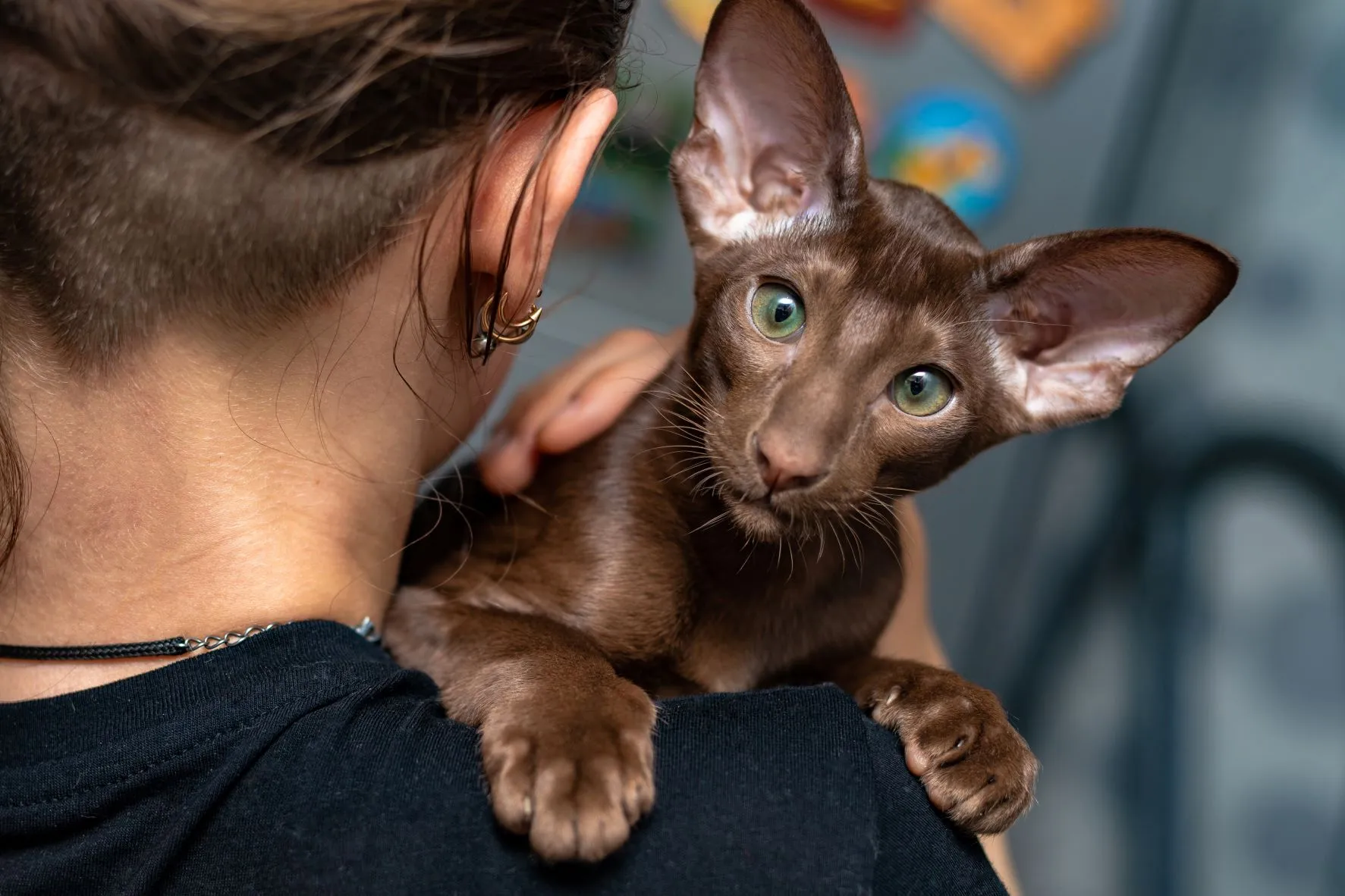 Oosters Korthaar kat (OKH) Oosters Korthaar kat (OKH)
