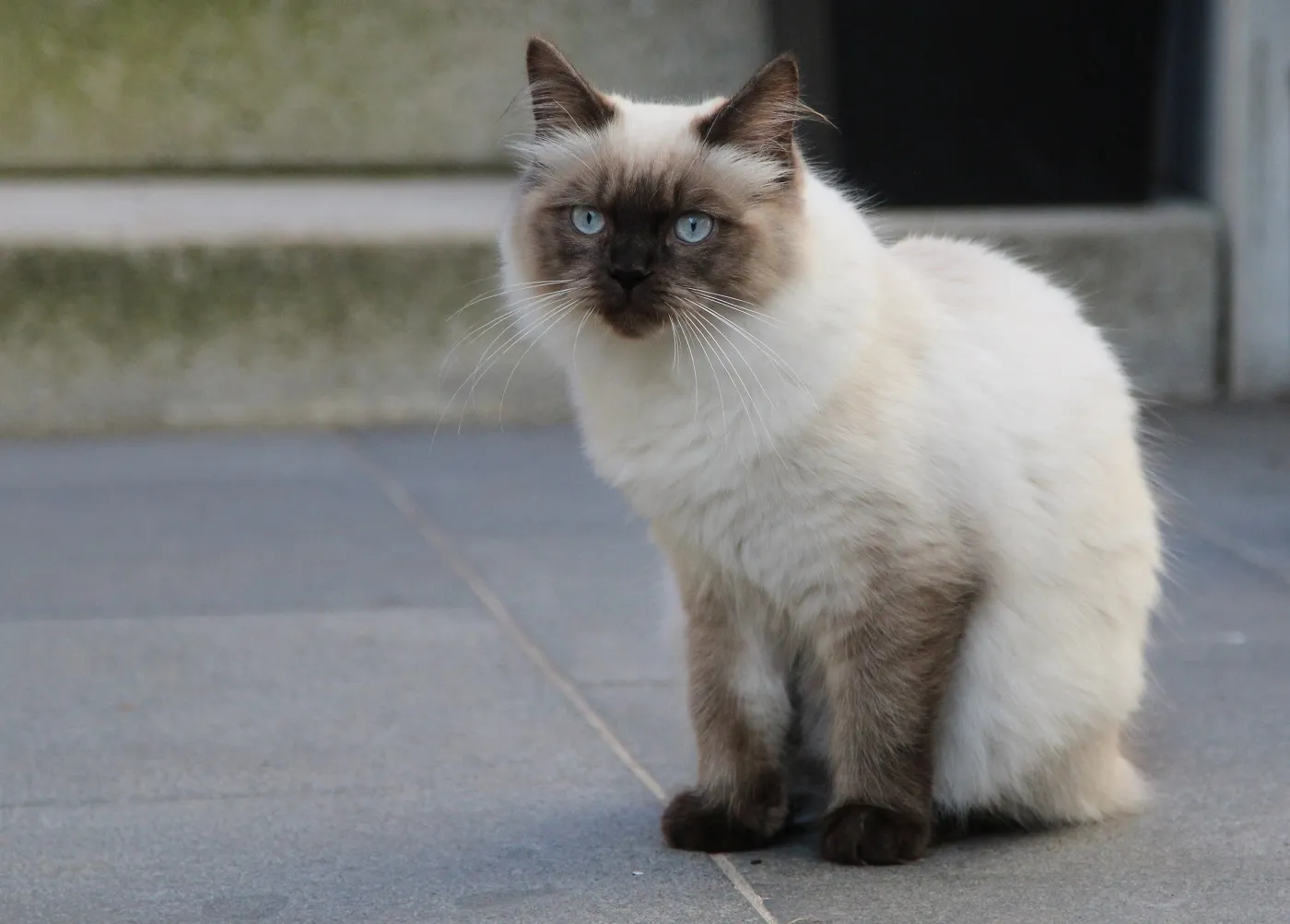 Ragamuffin kat