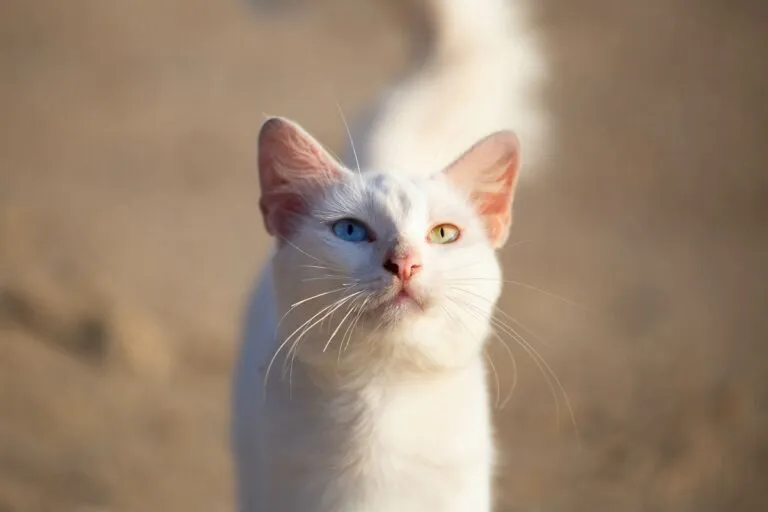 Khao Manee kat