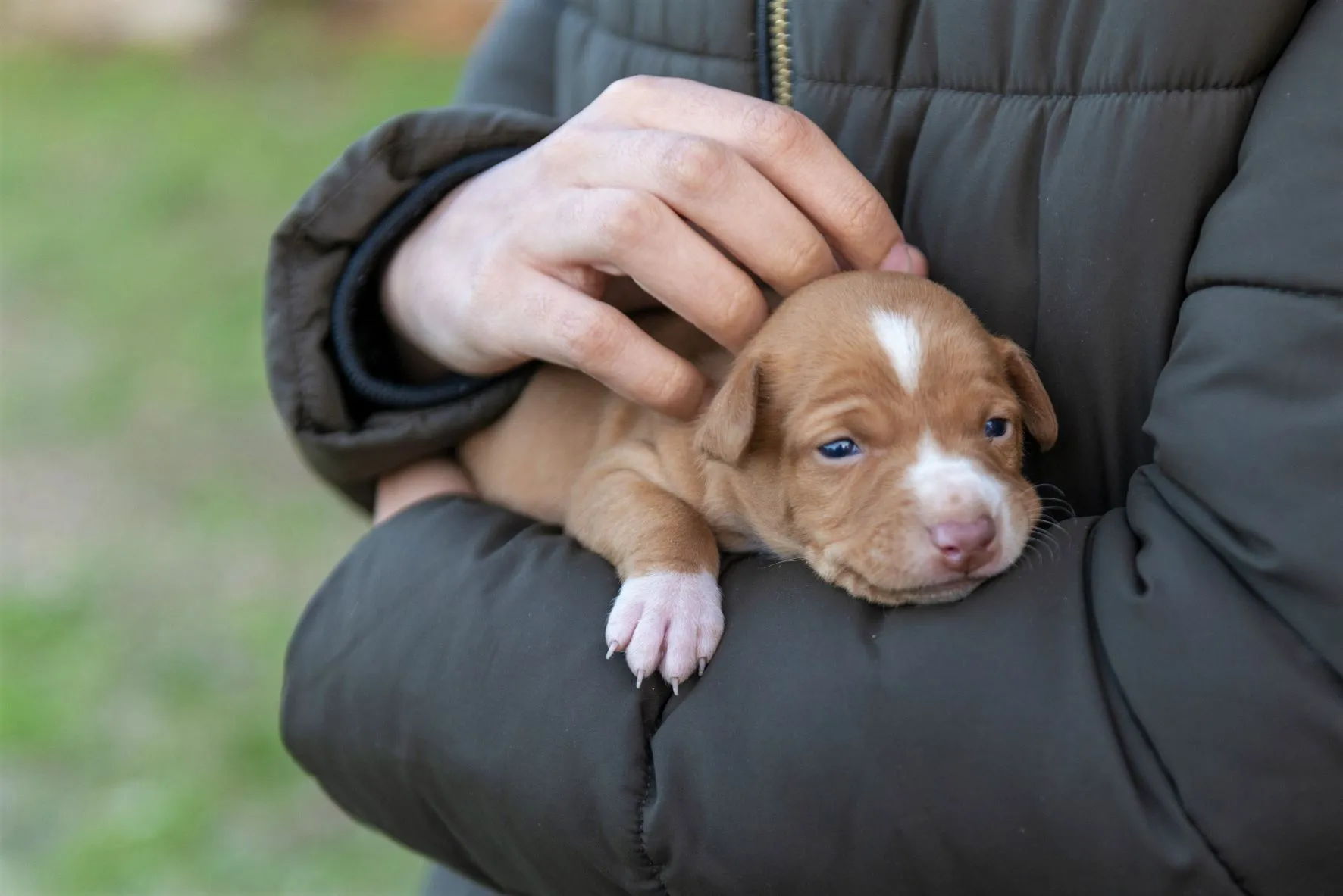 Podenco Andaluz puppy