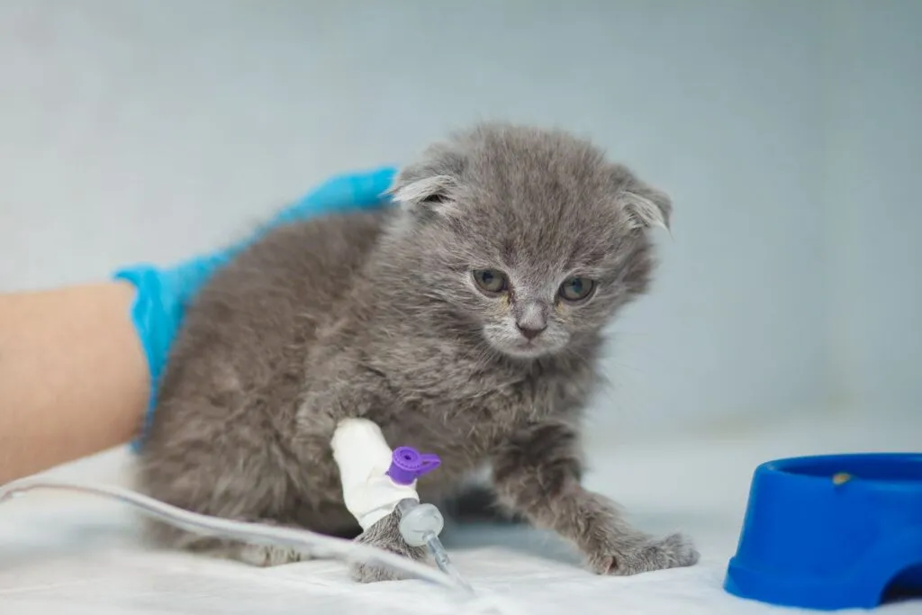Jonge kat met risico op uitdroging door herhaaldelijk braken.
