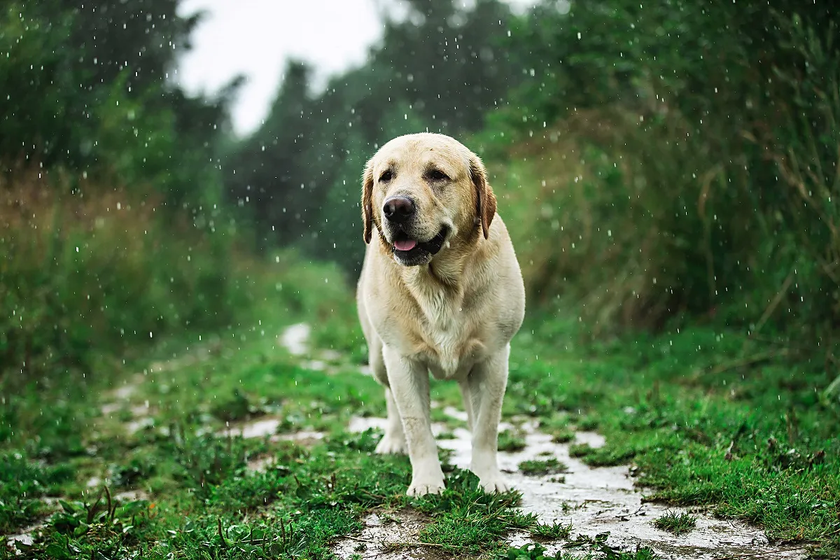 hond staat in de regen