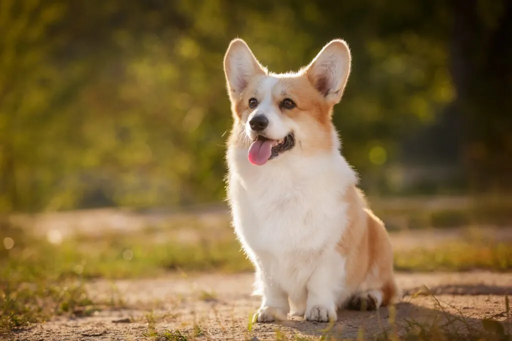 Welsh Corgi Pembroke hond