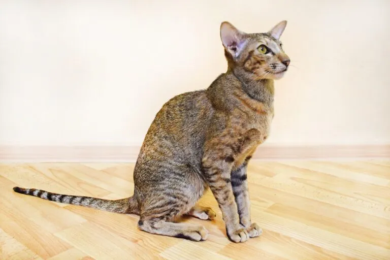 Oosters Korthaar kat Oosters Korthaar kat