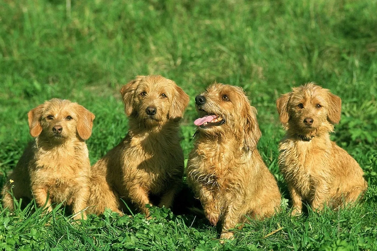 Basset fauve de Bretagne puppy
