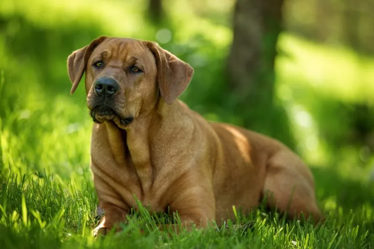 Broholmer hond