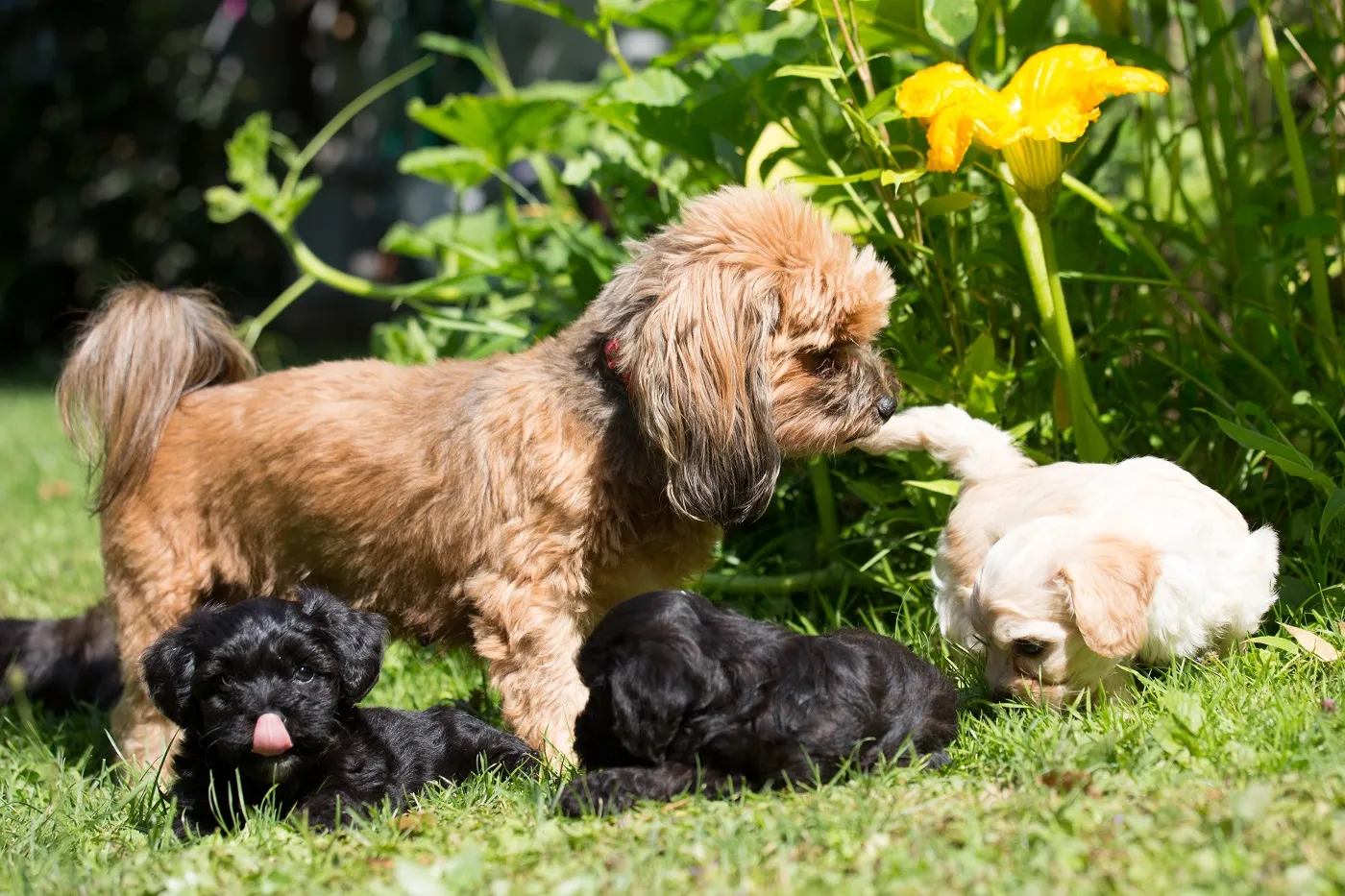 Bolonka Zwetna met puppy's