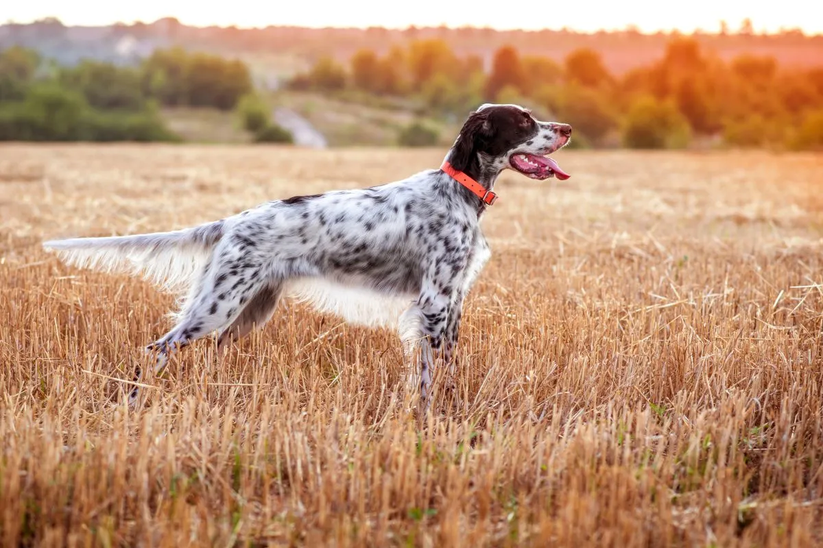 Engelse setter: Karakter, houden en verzorging | zooplus Magazine