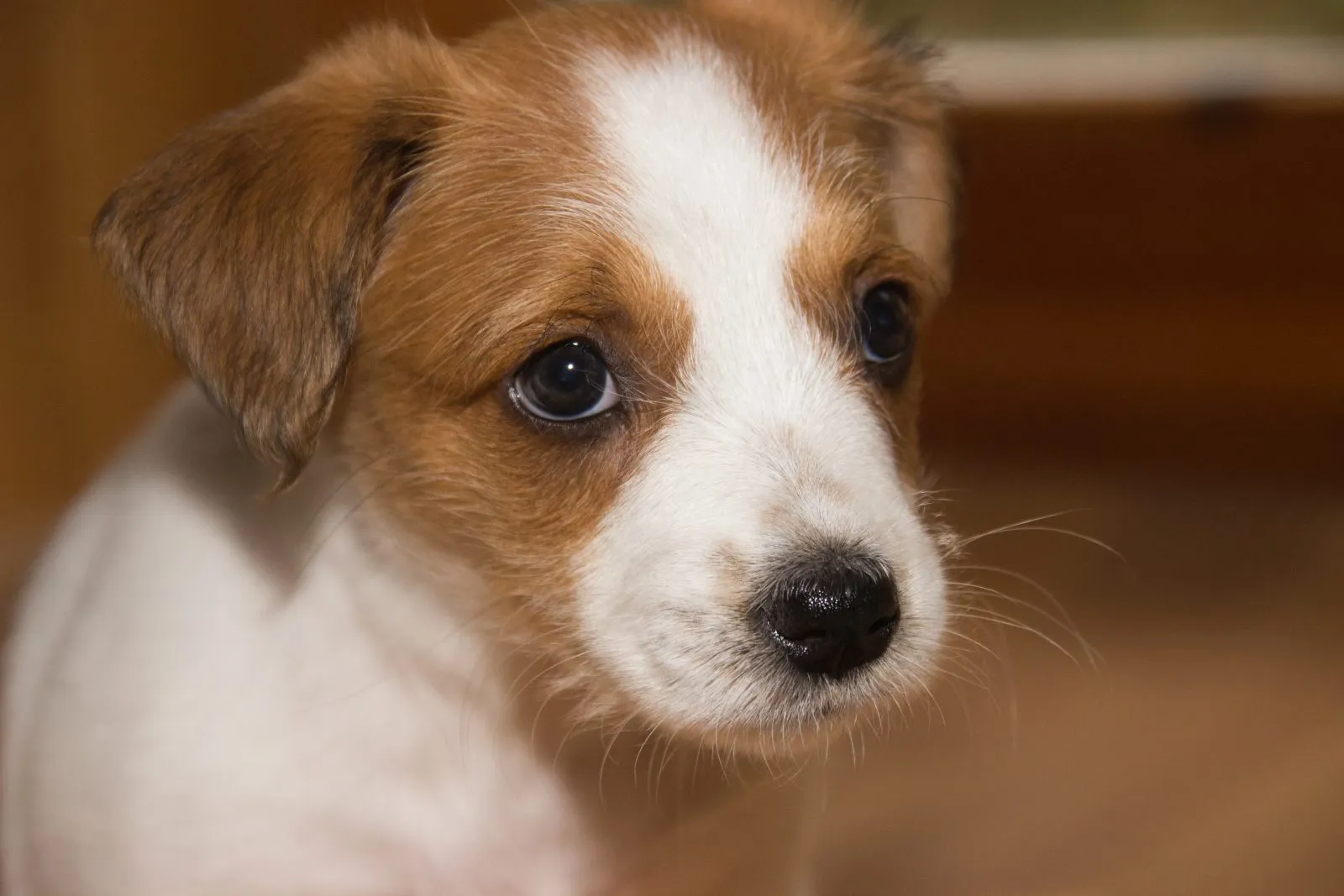 Kromfohrländer puppy