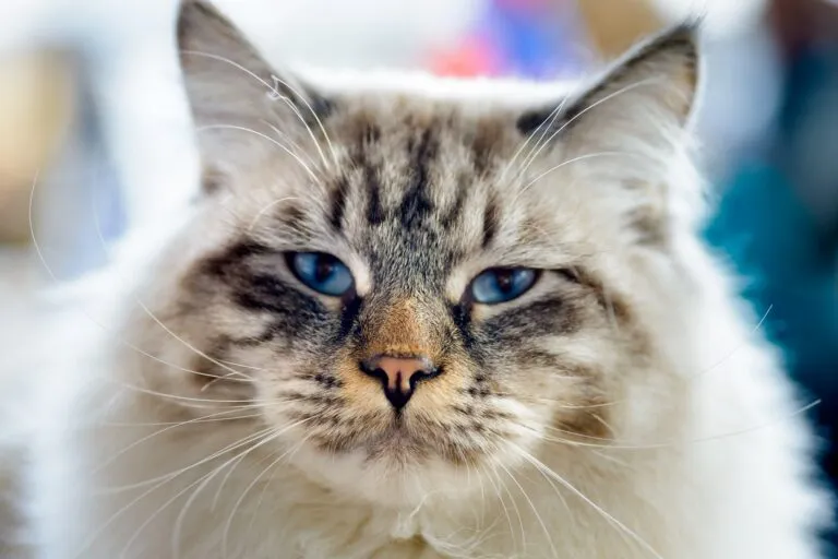 Ragamuffin kat
