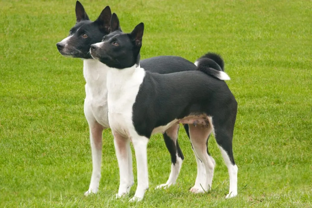 zwart-witte basenji's