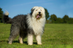 Bobtail (Old English Sheepdog)