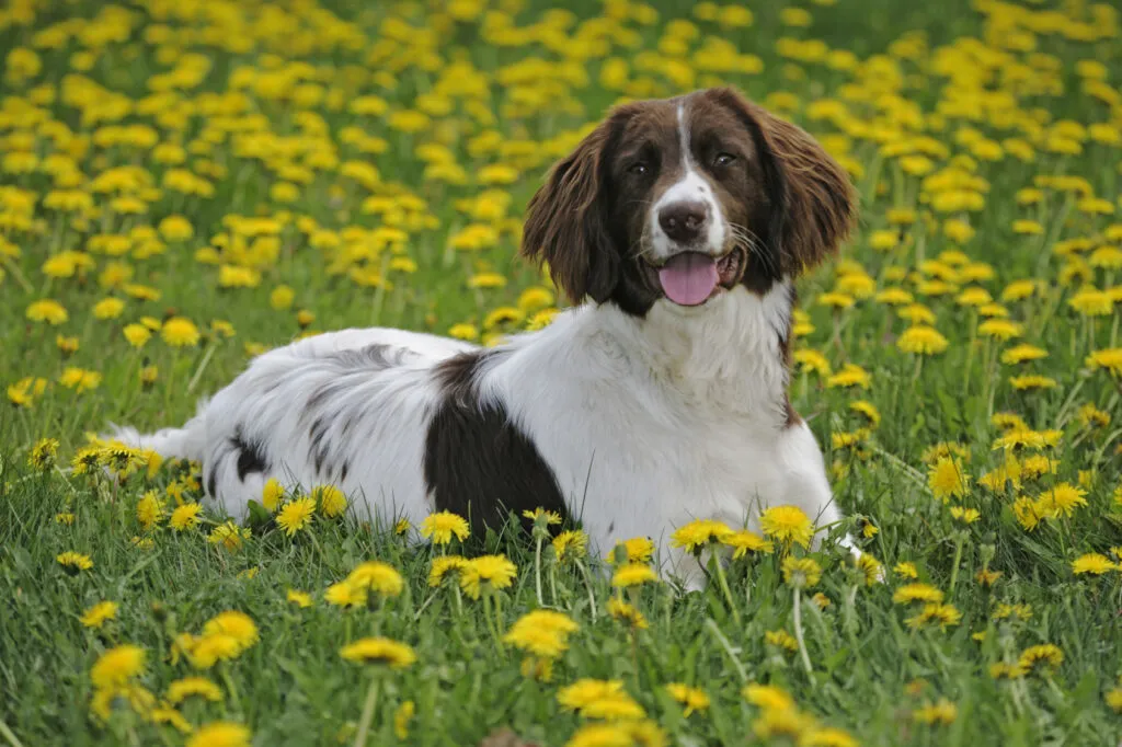 Engelse springerspaniël