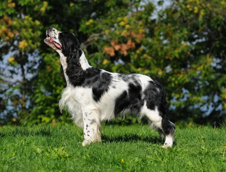 Engelse Springer Spaniel