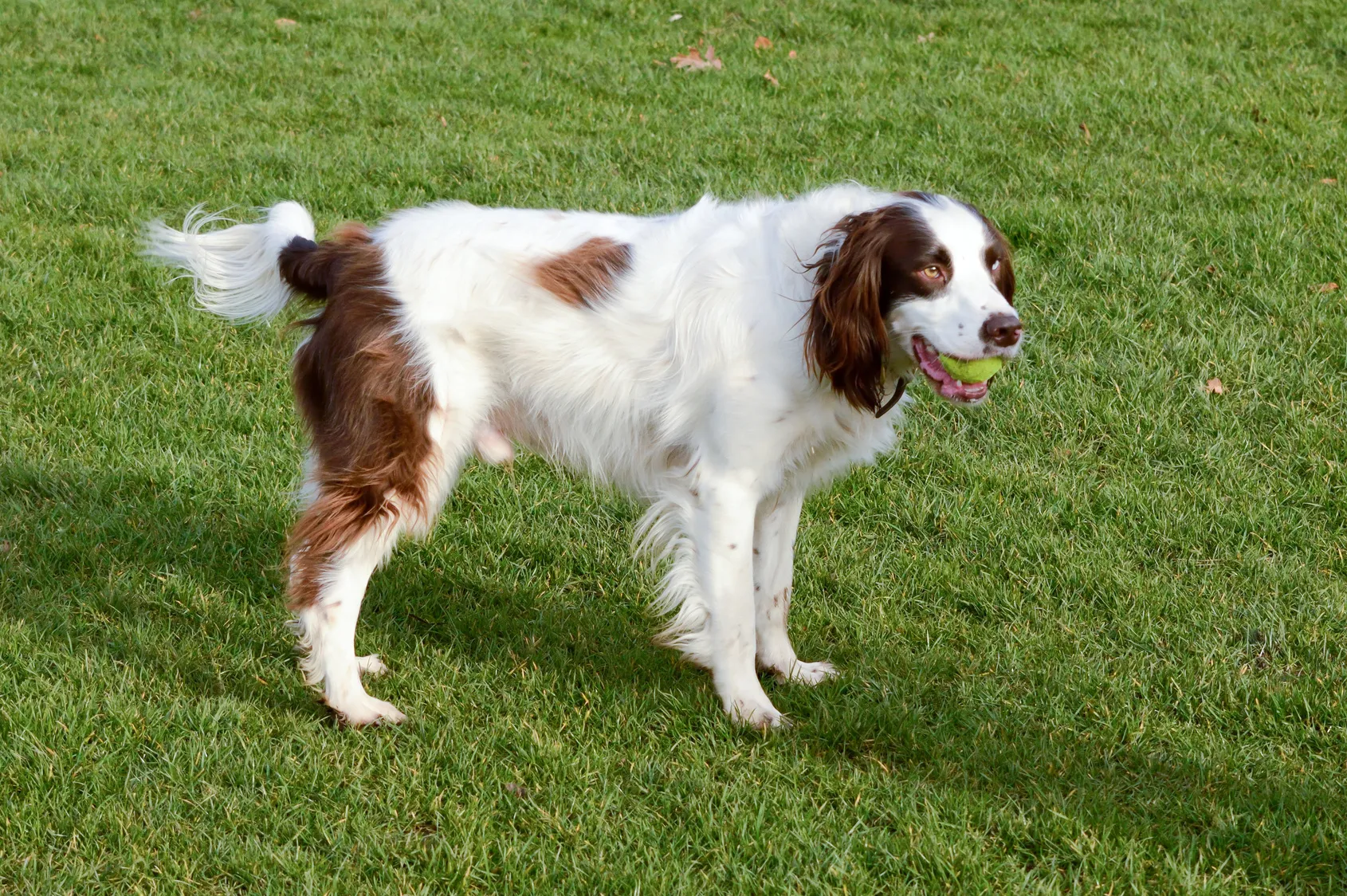 Engelse springerspaniël