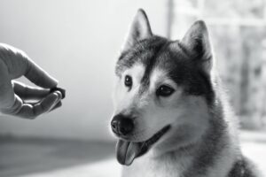Hoe supplementen jouw hond ondersteunen in elke levensfase