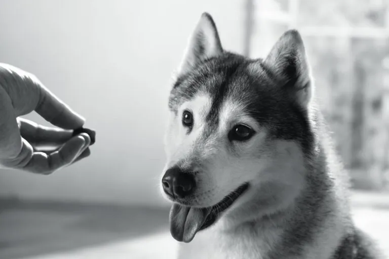 Artistieke zwart-wit conceptfoto van een Husky
