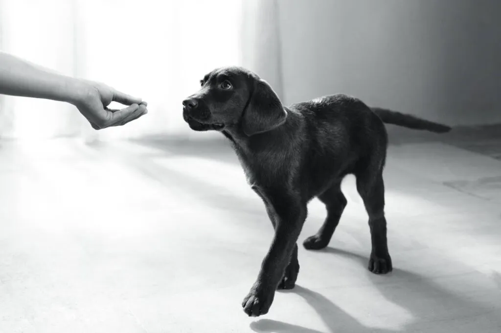 Puppy krijgt een traktatie