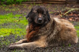 Cão da serra da estrela