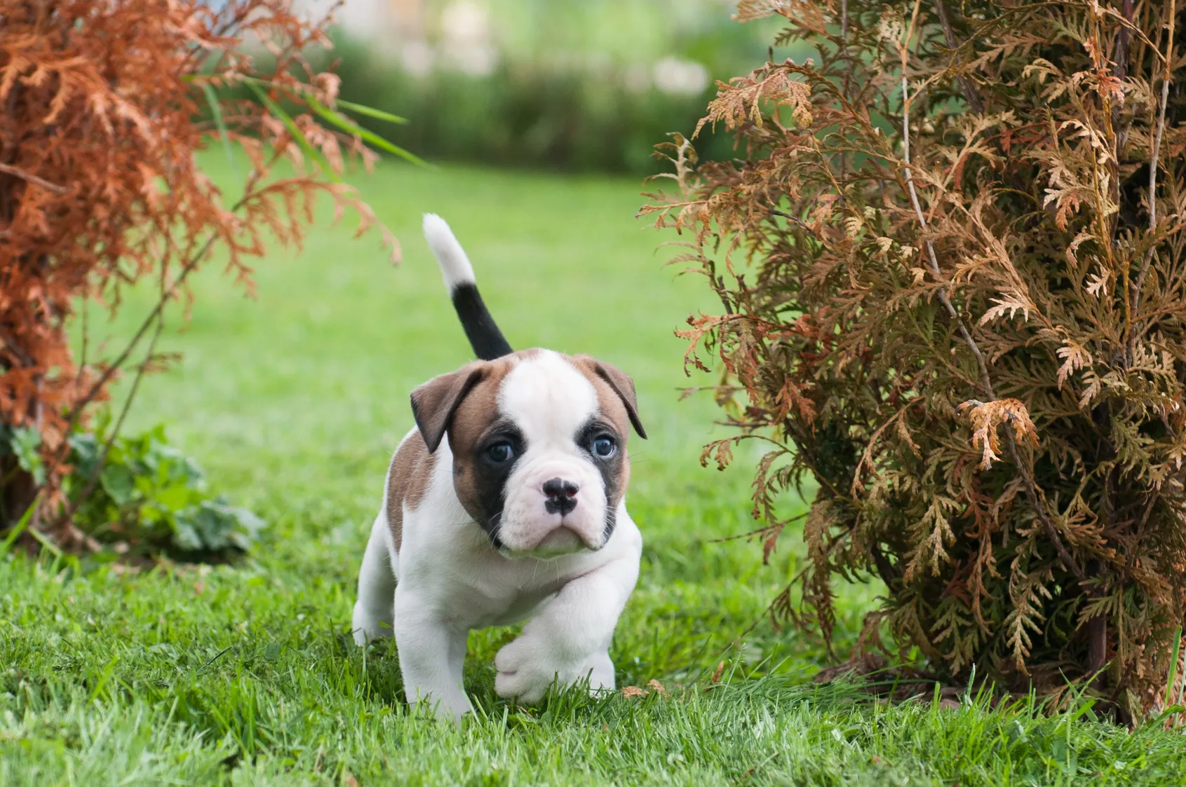 Amerikaanse Bulldog puppy