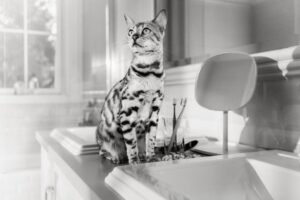 Waarom is mijn kat zo kieskeurig? Oorzaken en voedingstips voor kieskeurige katten