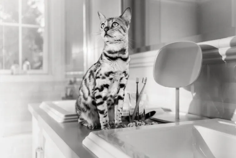 Een kitten dat verschillende veilige en hoogwaardige voedingssoorten probeert om zijn smaakpalet te verbreden.