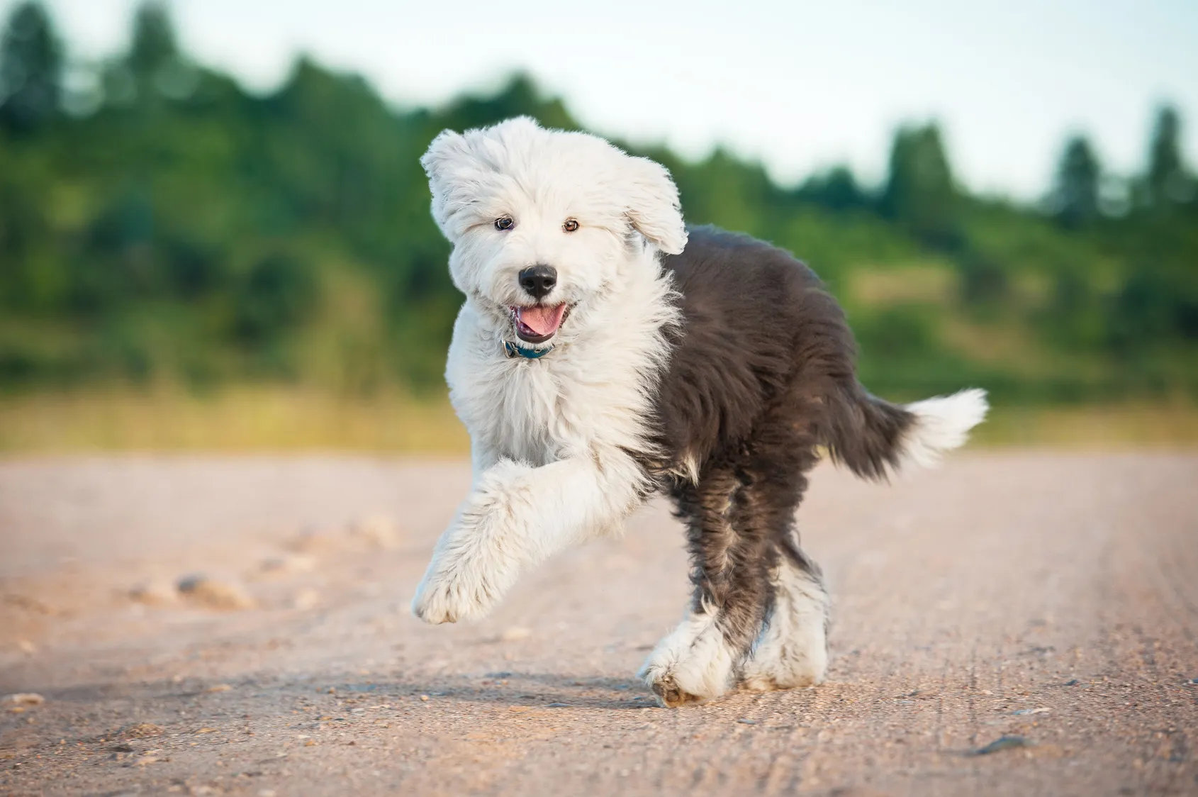 Bobtail (Old English Sheepdog)