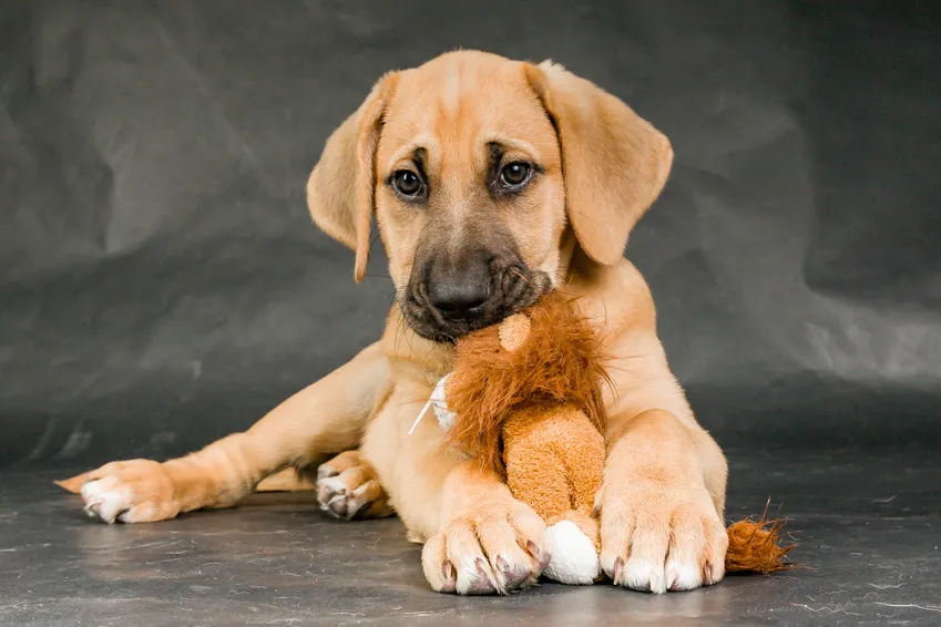 broholmer puppy