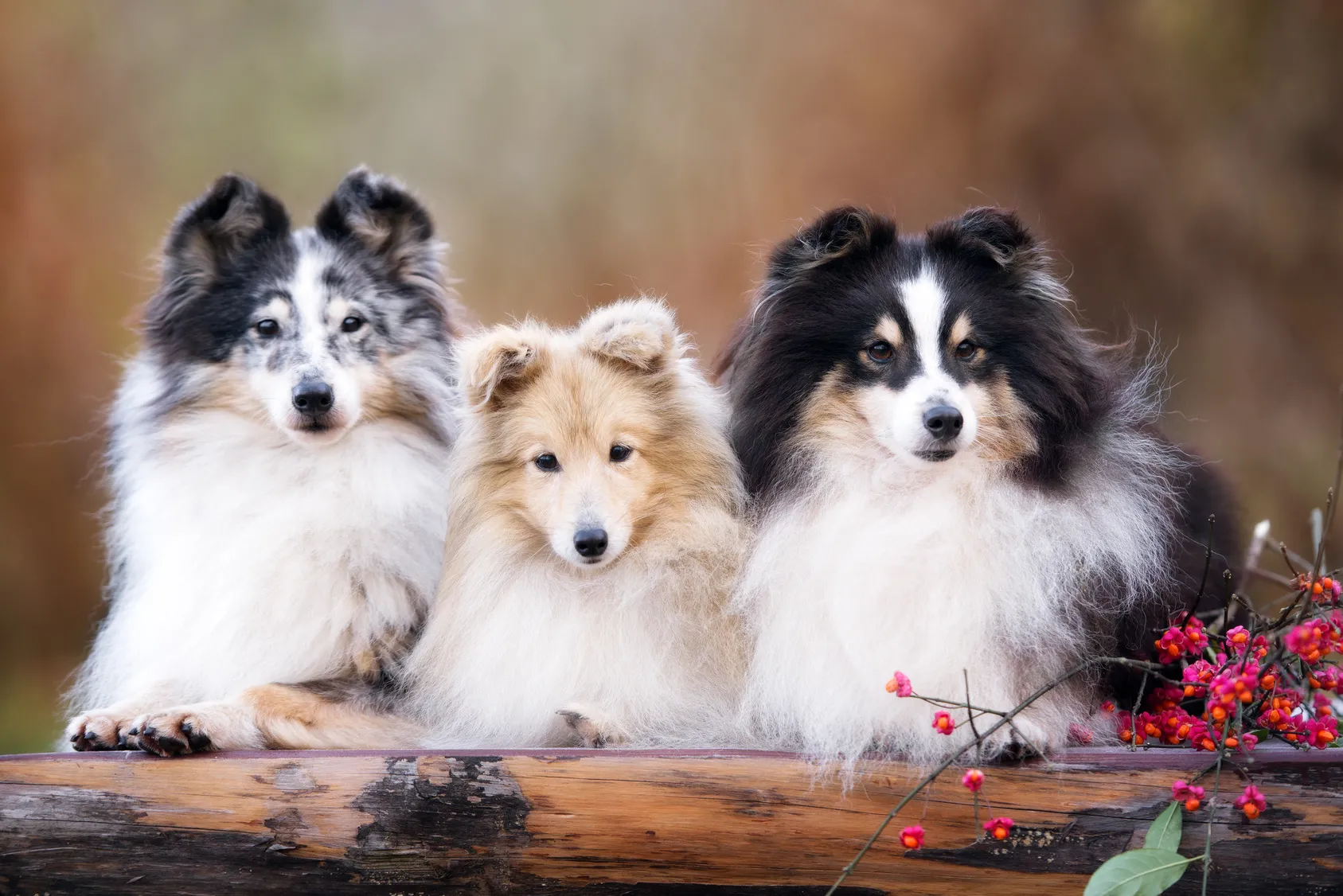 Shetland Sheepdogs (Shelties)