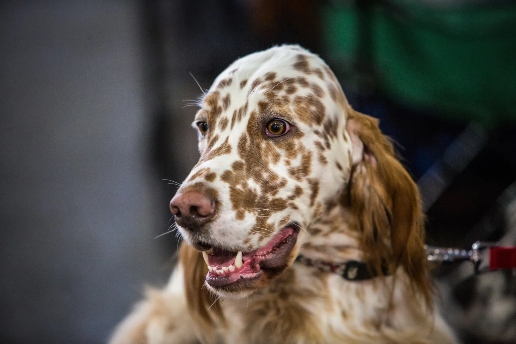 Engelse setter hond