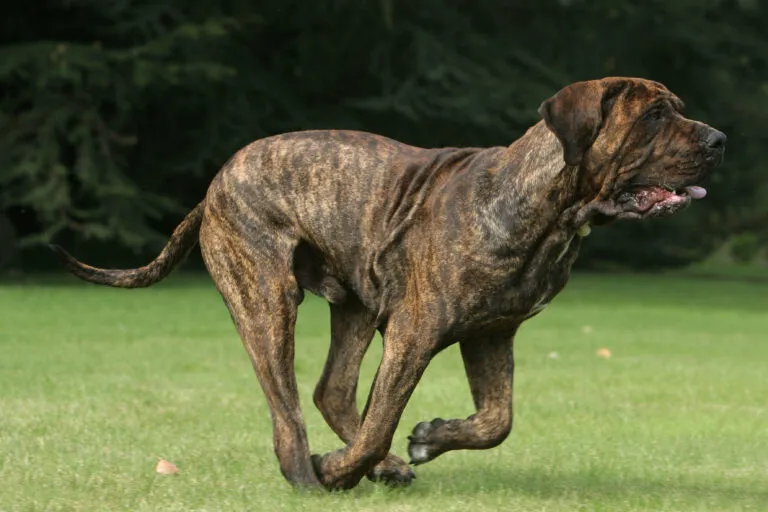 fila brasileiro hond