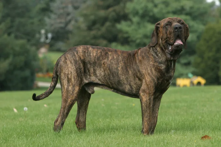 Fila Brasileiro hond