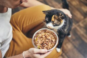 De kat eet niet: Waarom en wat kan ik doen?