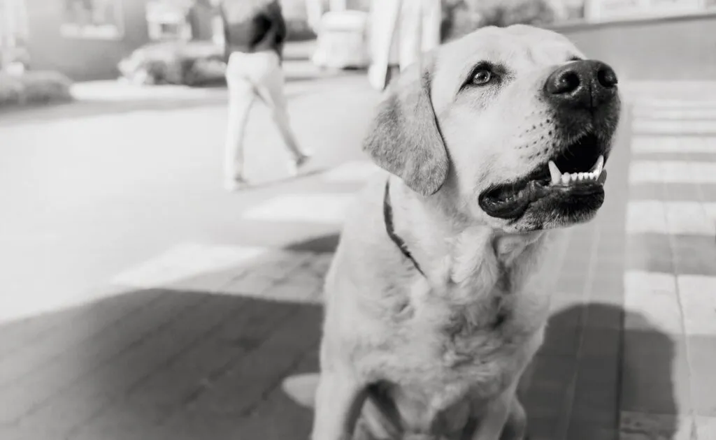 Hond wacht tot de eigenaar hem een traktatie geeft