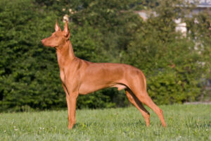 Faraohond
