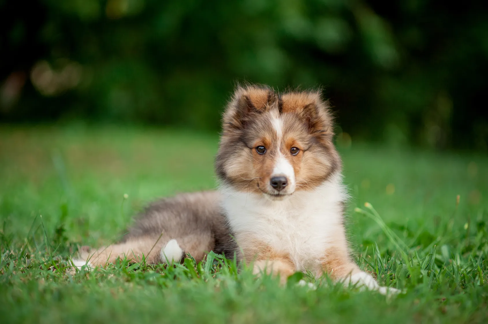 Shetland Sheepdog (Sheltie) puppy