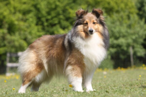 Shetland Sheepdog (Sheltie)