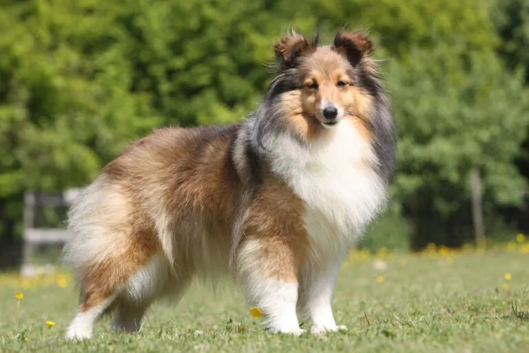 Shetland Sheepdog (Sheltie)