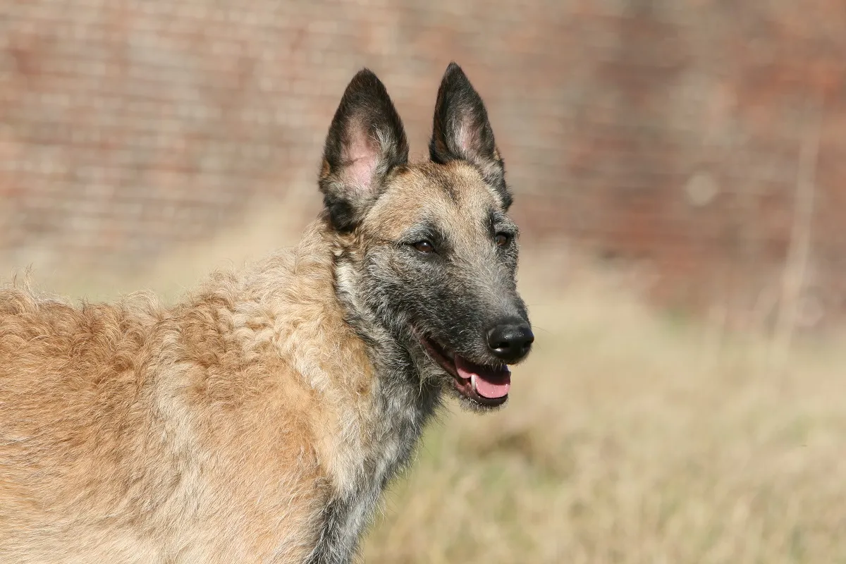 Laekense herder (Laekenois)