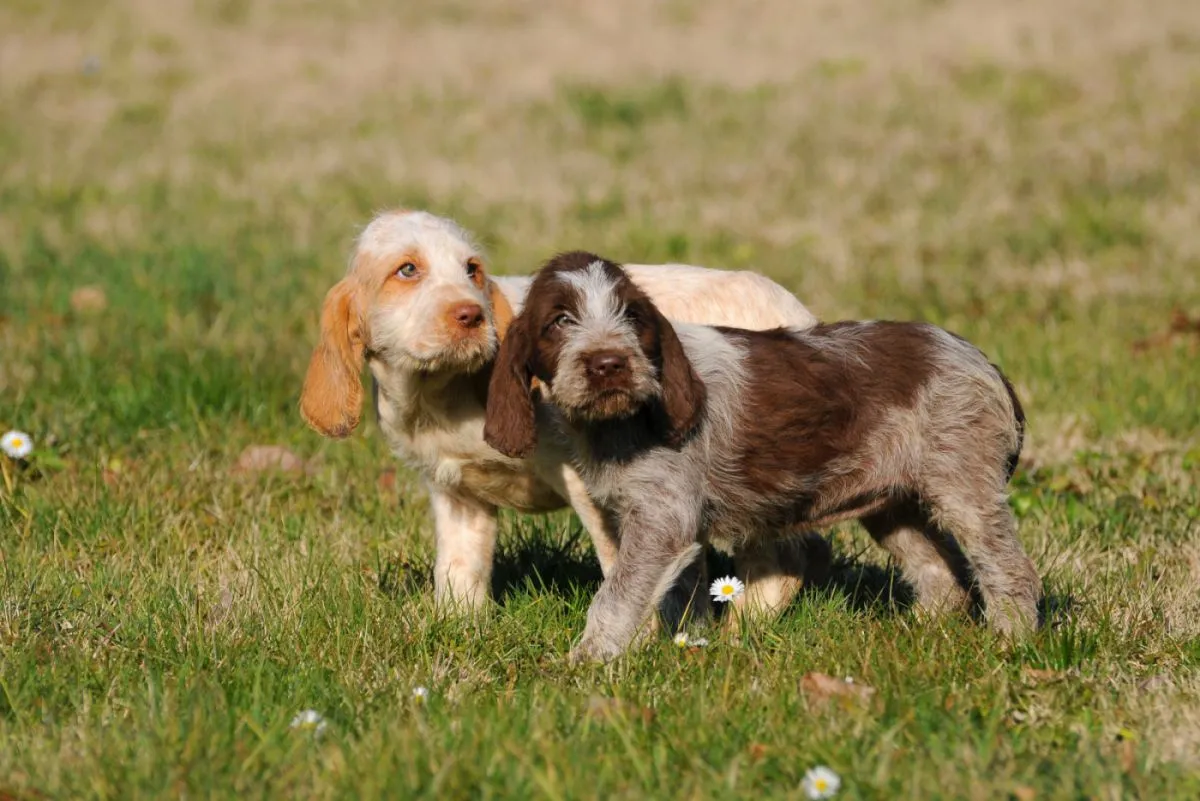 Spinone Italiano puppy