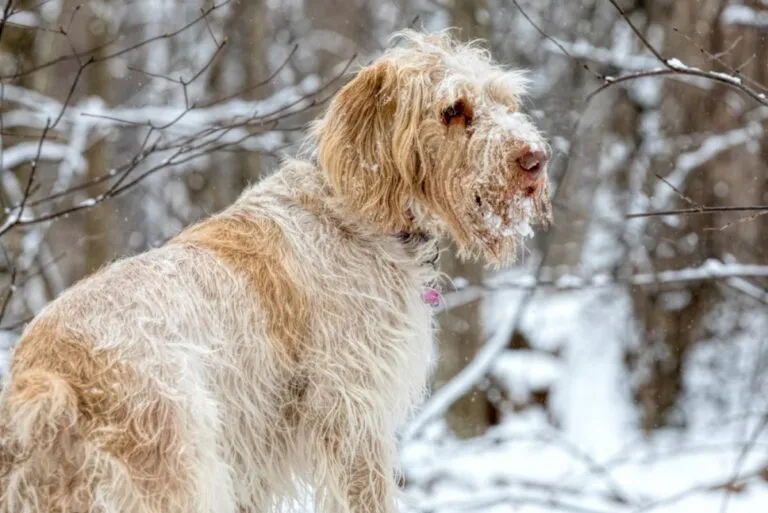 Spinone Italiano hondenras