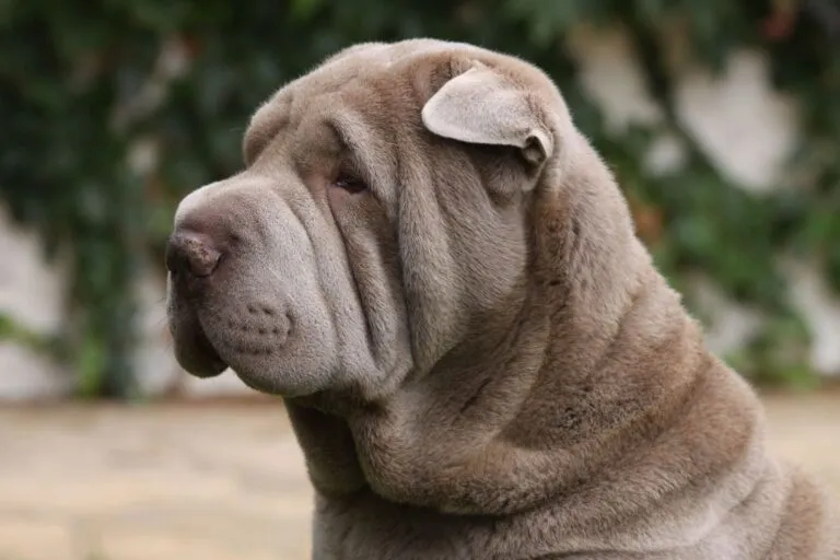 Shar Pei-hondenras met entropion