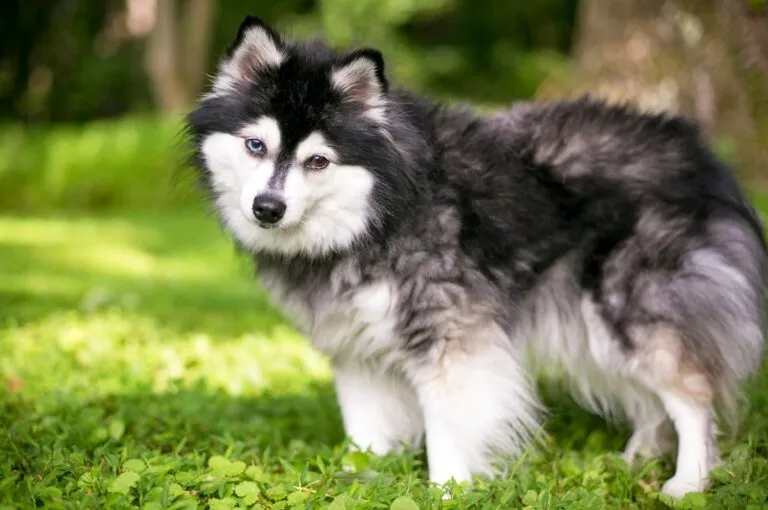 Alaskan Klee Kai hondenras