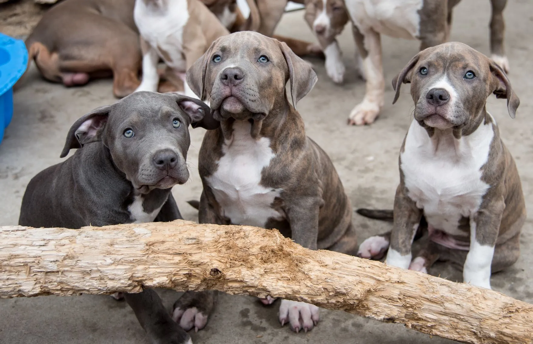 American Bully puppys