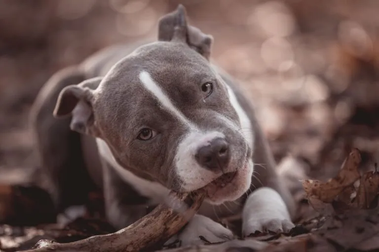 American Bully hondenras