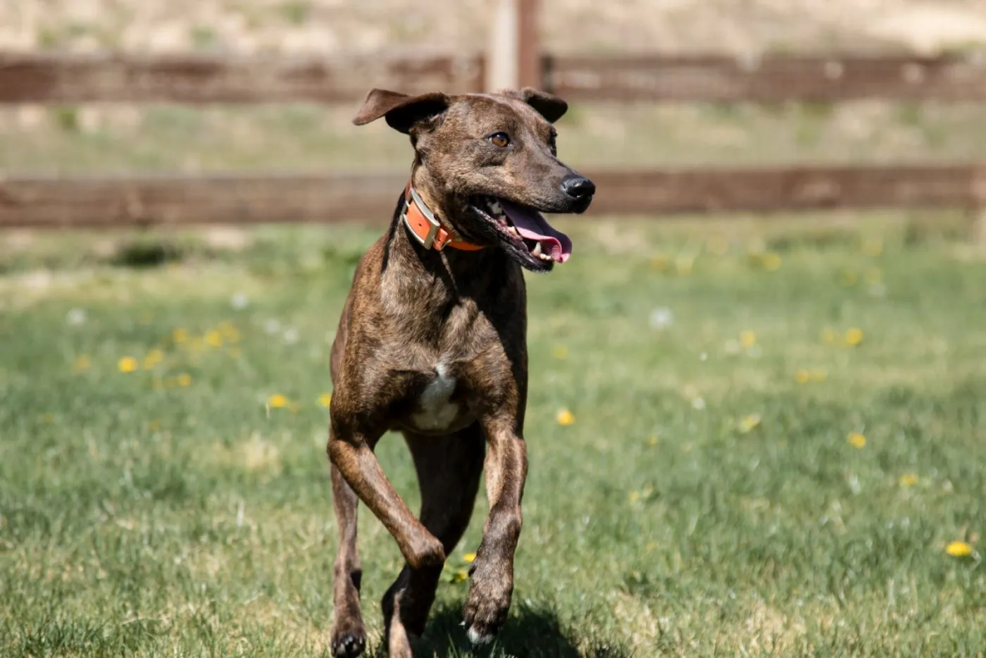 Plott Hound