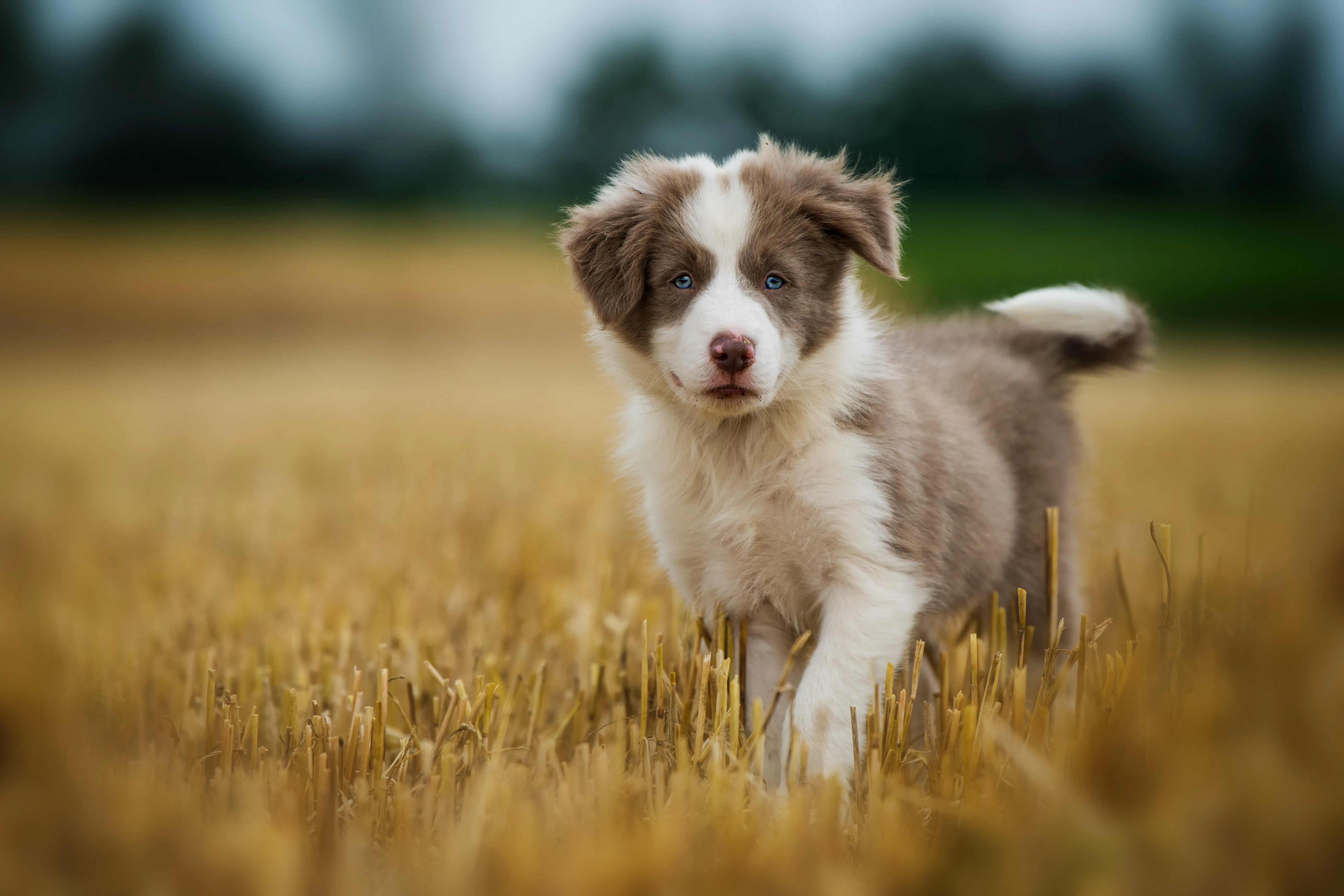 Bordercollie puppy