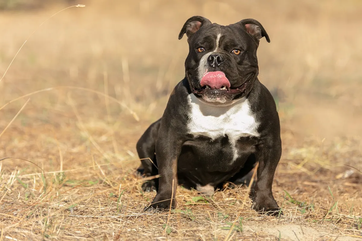 American Bully in het zwart